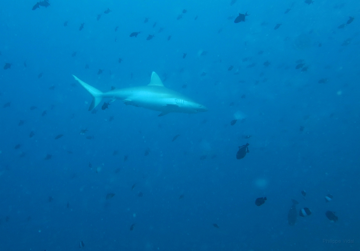 IMG_1043rf_Maldives_Madoogali_Plongee 10_Anghoti thila_Requin gris de recif ou  Dagsit_Carcharhinus amblyrhynchos.jpg